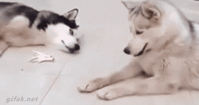 二哈和边牧的对决，你更看好谁？-6.gif