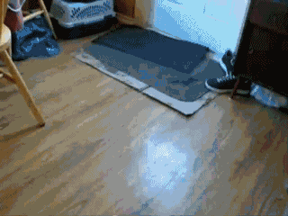 二哈和边牧的对决，你更看好谁？-10.gif