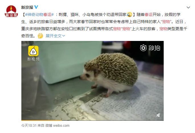 过年回家，狗子怎么办？-3.jpeg