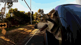 过年回家，狗子怎么办？-6.gif