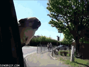过年回家，狗子怎么办？-9.gif