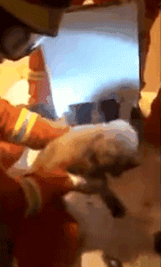 小金毛被卡在马桶里，消防员蜀黍边救边安抚，超暖了！-6.gif