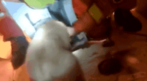 小金毛被卡在马桶里，消防员蜀黍边救边安抚，超暖了！-5.gif