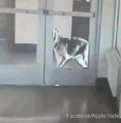 狗狗每天趴在收容所的栏杆上不肯下来，只希望人们多看它一眼…-7.gif