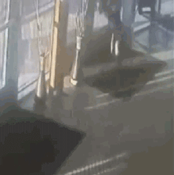狗狗每天趴在收容所的栏杆上不肯下来，只希望人们多看它一眼…-9.gif