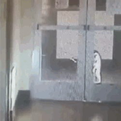狗狗每天趴在收容所的栏杆上不肯下来，只希望人们多看它一眼…-8.gif