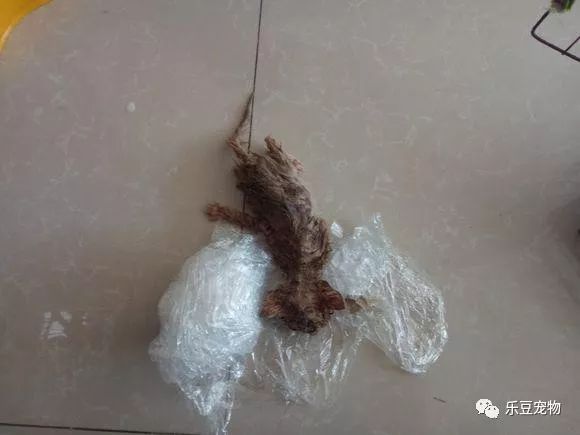 掉入大粪池的小奶猫，没人愿救，一女孩走过去直接捞了出来！-2.jpeg