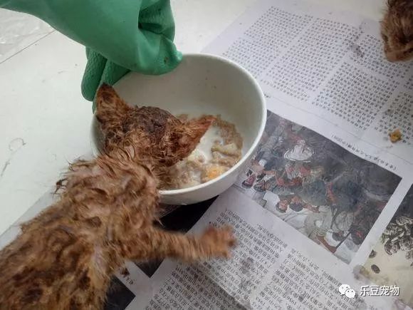 掉入大粪池的小奶猫，没人愿救，一女孩走过去直接捞了出来！-1.jpeg