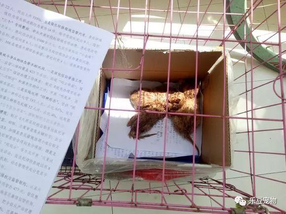 掉入大粪池的小奶猫，没人愿救，一女孩走过去直接捞了出来！-3.jpeg