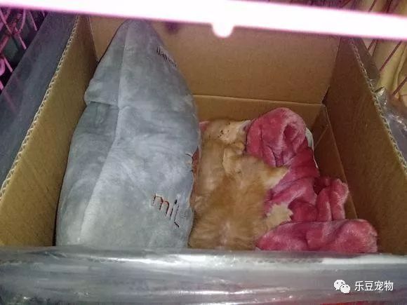 掉入大粪池的小奶猫，没人愿救，一女孩走过去直接捞了出来！-5.jpeg