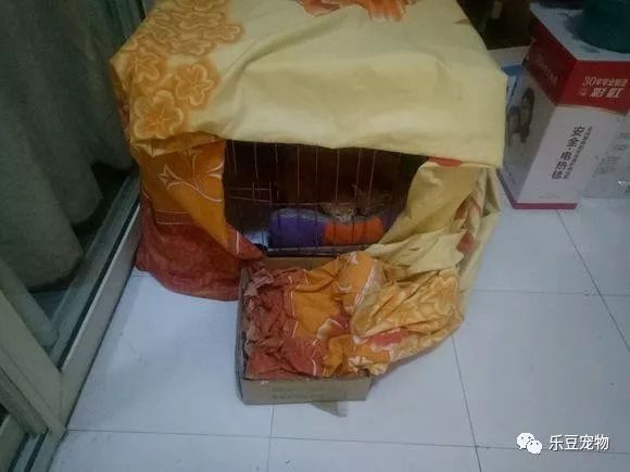 掉入大粪池的小奶猫，没人愿救，一女孩走过去直接捞了出来！-9.jpeg