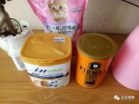掉入大粪池的小奶猫，没人愿救，一女孩走过去直接捞了出来！-7.jpeg