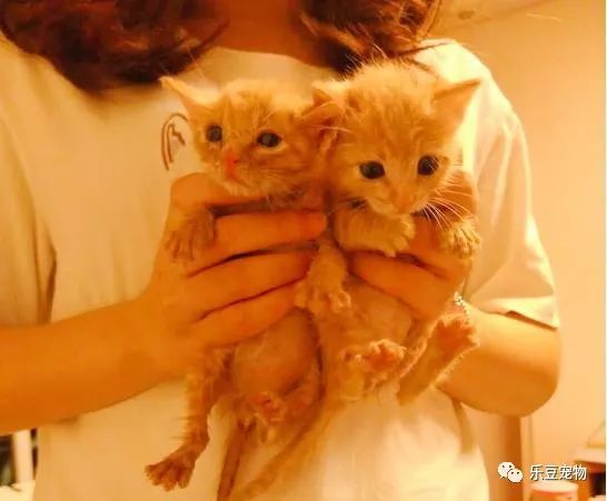 掉入大粪池的小奶猫，没人愿救，一女孩走过去直接捞了出来！-6.jpeg