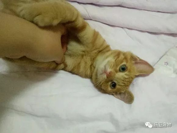 掉入大粪池的小奶猫，没人愿救，一女孩走过去直接捞了出来！-16.jpeg