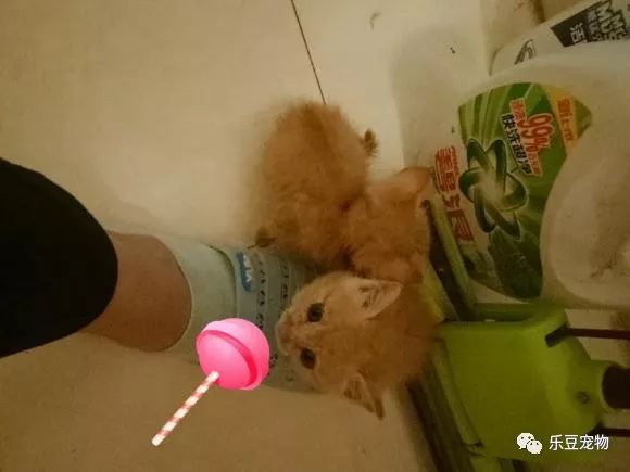 掉入大粪池的小奶猫，没人愿救，一女孩走过去直接捞了出来！-12.jpeg