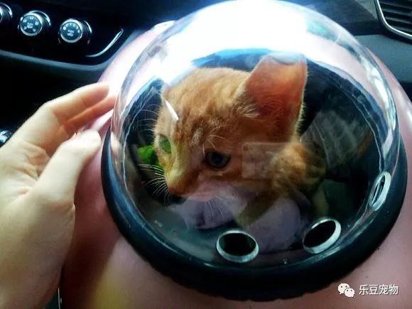 掉入大粪池的小奶猫，没人愿救，一女孩走过去直接捞了出来！-13.jpeg