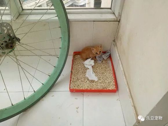 掉入大粪池的小奶猫，没人愿救，一女孩走过去直接捞了出来！-10.jpeg