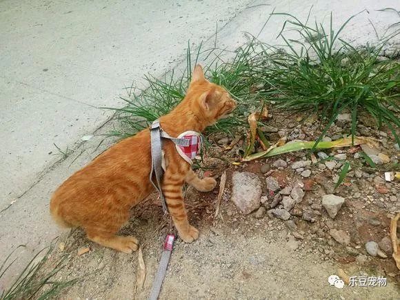 掉入大粪池的小奶猫，没人愿救，一女孩走过去直接捞了出来！-21.jpeg