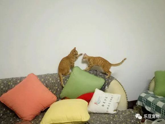 掉入大粪池的小奶猫，没人愿救，一女孩走过去直接捞了出来！-20.jpeg