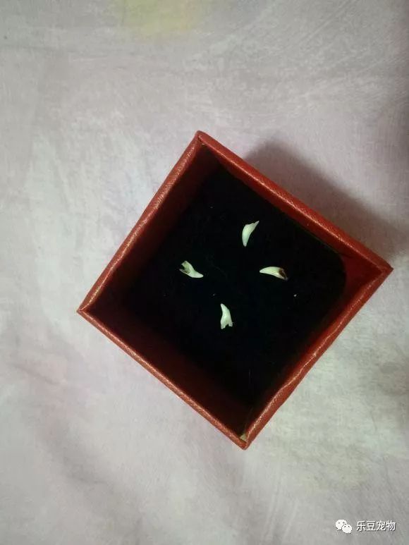 掉入大粪池的小奶猫，没人愿救，一女孩走过去直接捞了出来！-19.jpeg
