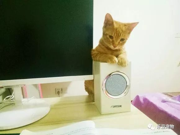 掉入大粪池的小奶猫，没人愿救，一女孩走过去直接捞了出来！-18.jpeg