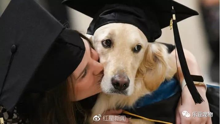 金毛风雨无阻陪瘫痪小主人上学，大学正式给它颁发了证书！-1.jpeg