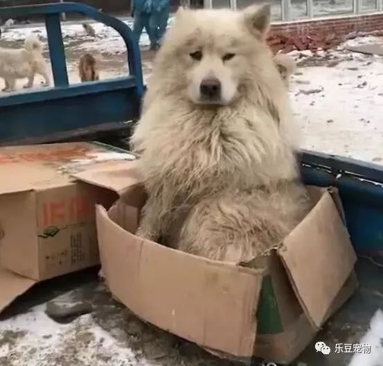 送餐大叔刚下车就跳上来一只萨摩，死活不下车：收养我吧！-1.jpeg