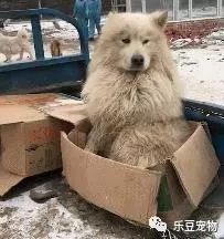 送餐大叔刚下车就跳上来一只萨摩，死活不下车：收养我吧！-3.jpeg