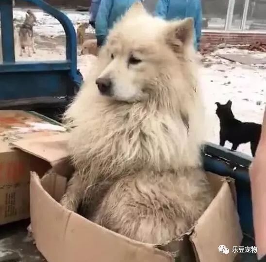 送餐大叔刚下车就跳上来一只萨摩，死活不下车：收养我吧！-2.jpeg