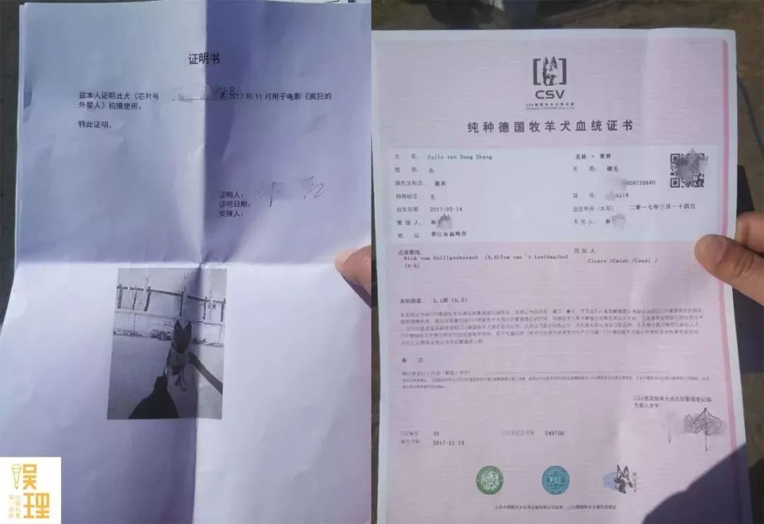 电影《疯狂的外星人》涉嫌虐狗？其实这只狗狗已经被导演领养了…-6.jpeg
