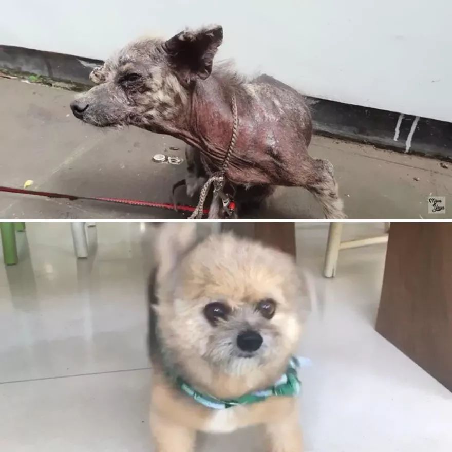 你永远想象不到一只狗狗如果拥有一个温暖的家，会是怎样……-3.jpeg