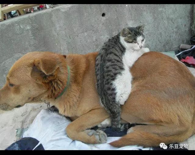 流浪街头的一猫一狗，蜷缩在一起互相取暖的画面，好暖！-2.jpeg
