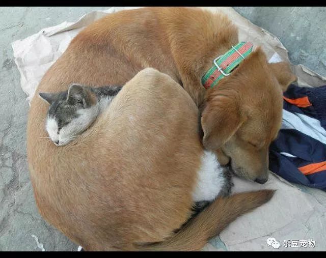 流浪街头的一猫一狗，蜷缩在一起互相取暖的画面，好暖！-3.jpeg