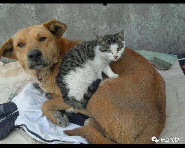 流浪街头的一猫一狗，蜷缩在一起互相取暖的画面，好暖！-1.jpeg