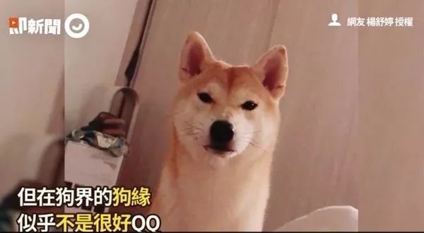 两只贵宾打闹，围观的柴柴无比羡慕...心疼狗缘差的汪！-1.jpeg