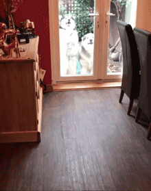 两只阿拉斯加猪，带大了一只小猫咪，这日常也是暖到爆！-1.gif