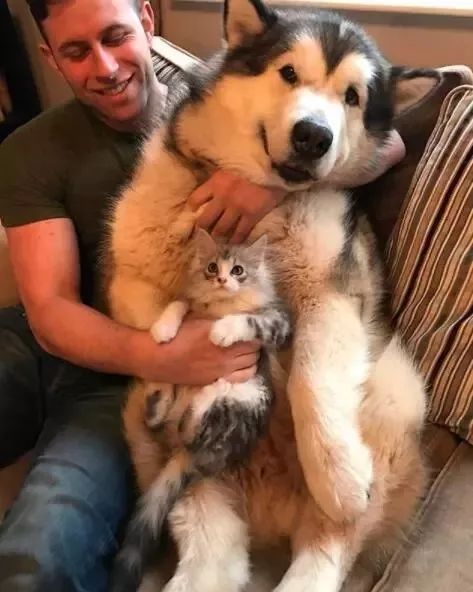 两只阿拉斯加猪，带大了一只小猫咪，这日常也是暖到爆！-4.jpeg