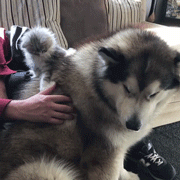 两只阿拉斯加猪，带大了一只小猫咪，这日常也是暖到爆！-5.gif
