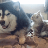 两只阿拉斯加猪，带大了一只小猫咪，这日常也是暖到爆！-6.gif