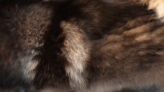 两只阿拉斯加猪，带大了一只小猫咪，这日常也是暖到爆！-7.gif