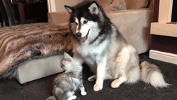 两只阿拉斯加猪，带大了一只小猫咪，这日常也是暖到爆！-8.gif