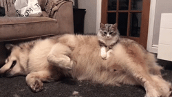 两只阿拉斯加猪，带大了一只小猫咪，这日常也是暖到爆！-9.gif