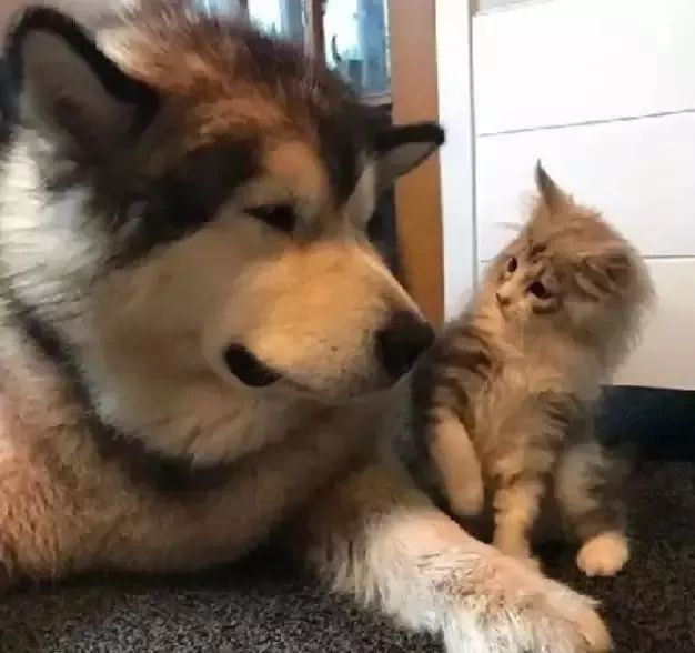 两只阿拉斯加猪，带大了一只小猫咪，这日常也是暖到爆！-10.jpeg