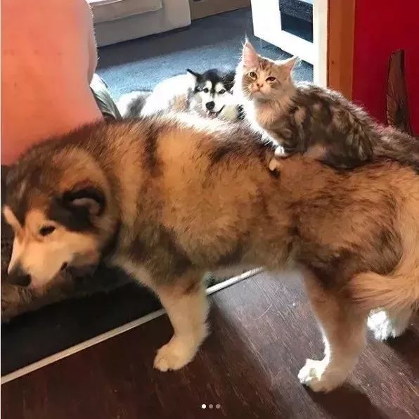 两只阿拉斯加猪，带大了一只小猫咪，这日常也是暖到爆！-13.jpeg