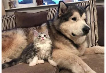 两只阿拉斯加猪，带大了一只小猫咪，这日常也是暖到爆！-12.jpeg