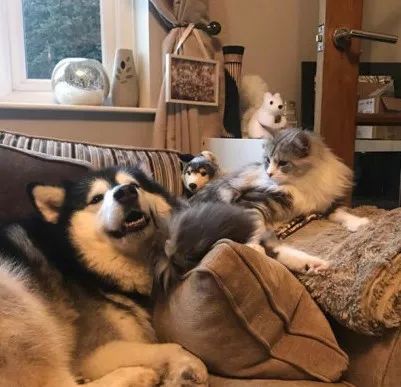 两只阿拉斯加猪，带大了一只小猫咪，这日常也是暖到爆！-15.jpeg