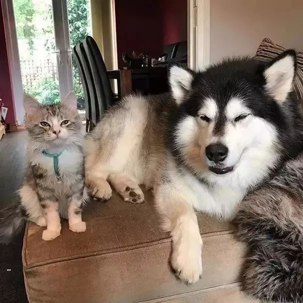 两只阿拉斯加猪，带大了一只小猫咪，这日常也是暖到爆！-14.jpeg