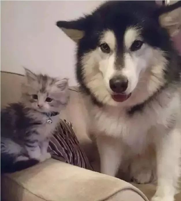 两只阿拉斯加猪，带大了一只小猫咪，这日常也是暖到爆！-11.jpeg