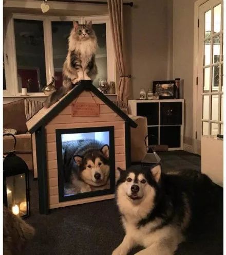 两只阿拉斯加猪，带大了一只小猫咪，这日常也是暖到爆！-17.jpeg