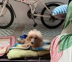 不抱狗的爸爸，突然宠幸把狗放到了腿上，狗砸愣了：不敢动...-8.jpeg
